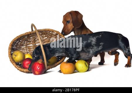 Kurzhaariger Dachshund, Kurzhaariger Wursthund, Haushund (Canis lupus f. familiaris), zwei Dachshunde, die kurioserweise in einen apfelkorb blicken Stockfoto