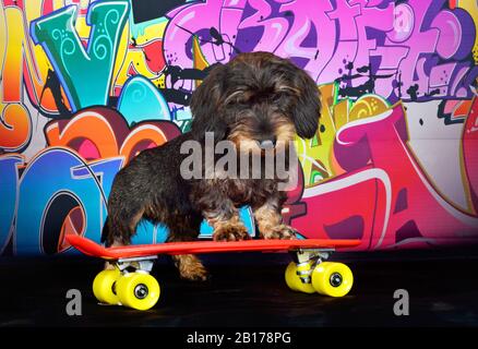 Drahthaariger Dachshund, Drahthaariger Wursthund, Haushund (Canis lupus f. familiaris), kühler männlicher Drahthaariger Dachshund mit Skateboard vor einer Graffitiwand, Vorderansicht Stockfoto