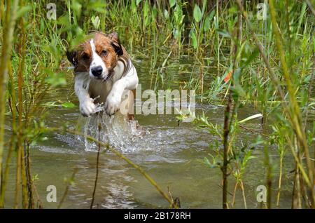 Kleiner niederländischer Wasservogelhund, Kooiker (Canis lupus f. familiaris), Kooikerhondje springend durch einen Teich, Deutschland, Nordrhein-Westfalen Stockfoto