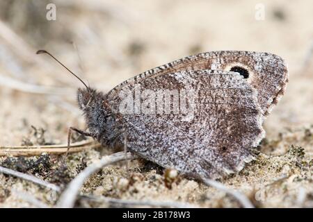 Baumgräuling (Hipparchia statilinus, Neohipparchia statilinus), Imago am Boden, Seitenansicht, Niederlande, Gelderland Stockfoto