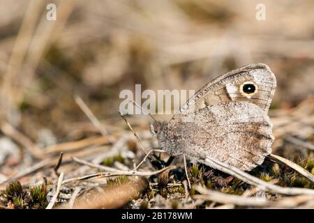 Baumgräuling (Hipparchia statilinus, Neohipparchia statilinus), Imago am Boden, Seitenansicht, Niederlande, Gelderland Stockfoto