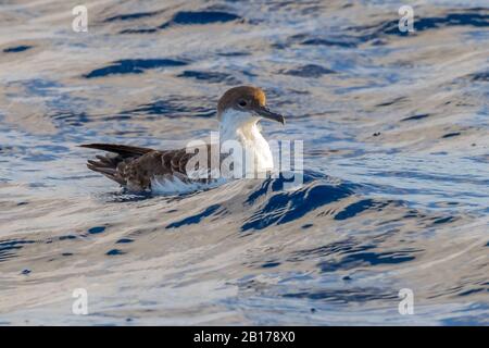 Größere Schar (Ardenna gravis, Puffinus gravis), Schwimmen auf dem Meer, Azoren Stockfoto