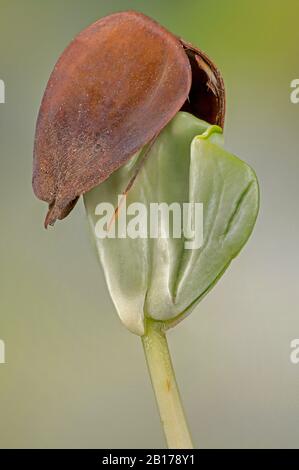 Gewöhnliche Buche (Fagus sylvatica), Setzling, Deutschland, Bayern, Oberbayern, Oberbayern Stockfoto