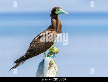 Brauner Buy (Sula leucogaster), Perching auf einer alten PET-Flasche, Seitenansicht, Ägypten Stockfoto