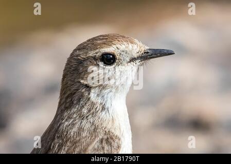 Kanarische Inseln chatten (Saxicola dacotiae), unreif, Porträt, Kanarische Inseln, Fuerteventura Stockfoto