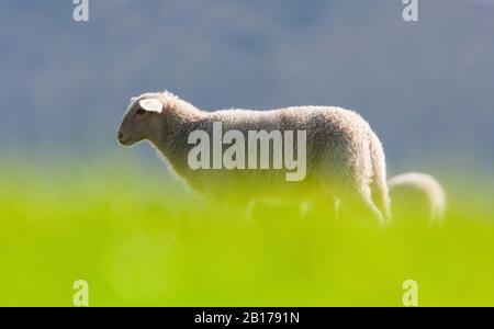 Hausschafe (Ovis ammon f. Widder), Lamm auf Schafweide, Seitenansicht, Niederlande, Frisia Stockfoto