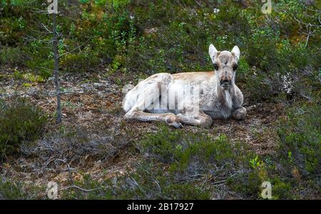 Finnisches Wald-Rentier, Rentiere, Karibou (Rangifer tarandus fennicus), liegende Kalbe, Finnland Stockfoto