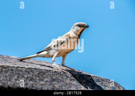 Saharia-Wüstenpfeil (Passer simplex saharae, Passer saharae), männlich auf einem Felsen, Mauretanien Stockfoto