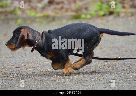 Drahthaariger Dachshund, Drahthaariger Wursthund, Haushund (Canis lupus f. familiaris), Laufwelpe, Deutschland, Nordrhein-Westfalen Stockfoto