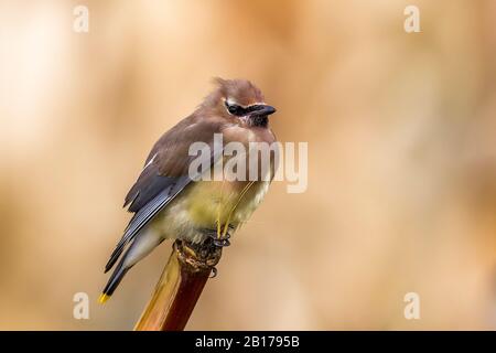 Cedar Wachswing (Bombycilla cedrorum), auf einem Mais, Azoren Stockfoto