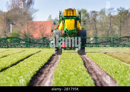 Giftspritzen in Nöten des Lilienanbaus, Niederlande, Frisia Stockfoto