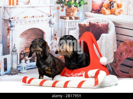 Drahthaariger Dachshund, Drahthaariger Wursthund, Haushund (Canis lupus f. familiaris), zwei drahthaarige Dachshunde in Weihnachtsstimmung Stockfoto