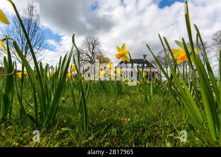 Daffodil (Narcissus spec.), das auf einer Wiese vor Landhuis Lindenoord, Niederlande, Frisia, Lindenoord, Wolvega blüht Stockfoto