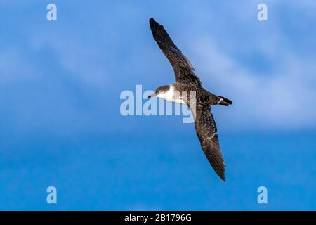 Größere Schere (Ardenna gravis, Puffinus gravis), auf den Flugsefen, Azoren Stockfoto