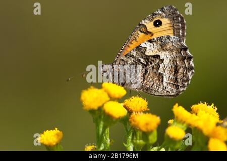 Grayling (Hipparchia semele), sitzt auf gelben Blumen, Niederlande, Gelderland Stockfoto