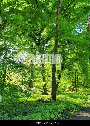 Gemeinsame Buche (Fagus sylvatica), Buche Wald im Frühling, Deutschland, Nordrhein-Westfalen Stockfoto