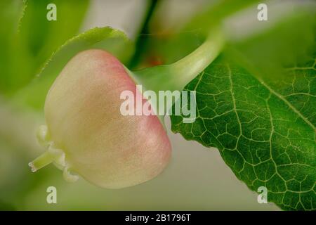 Zwergbilberry, Blaubeere, Hucklebeere, niedrige Knoterbeere (Vaccinium myrtillus), Blume, Deutschland, Bayern, Murnauer Moos Stockfoto