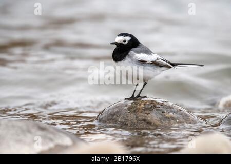 Maskierter Wagtail, maskierter weißer Wagtail (Motacilla personata, Motacilla alba personata), männlich auf einem Stein im Indus River sitzend, Seitenansicht, Indien, Ladakh Stockfoto