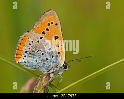 Holländisches Großkupfer (Lycaena dispar batava, Lycaena dispar batavus), Seitenansicht, Niederlande, Overijssel, Weerribben-Wieden-Nationalpark Stockfoto