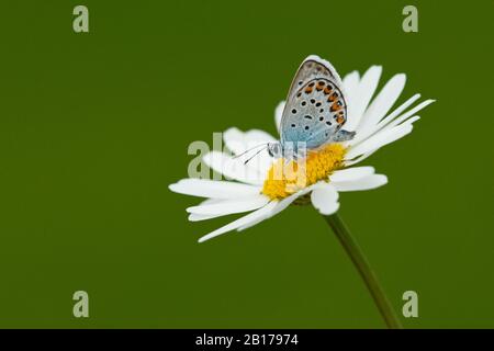 Silberbeschlagt blau (Plebejus argus, Plebeius argus), sitzt auf einer Ochsen-Auge-Daisy, Deutschland, Nordrhein-Westfalen, Eifel Stockfoto