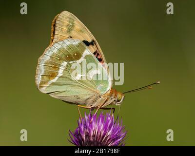 Cardinal (Arynnis pandora, Pandoriana pandora), sitzt auf einer Knapweeblume, Ungarn Stockfoto