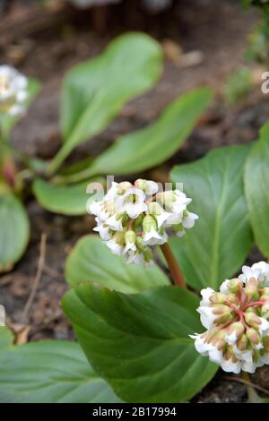 Haert Leaf Bergenia (Bergenia cordifolia Silberlicht, Bergenia 'Silberlicht', Bergenia Silberlicht), Cultivar Silberlicht, Deutschland Stockfoto