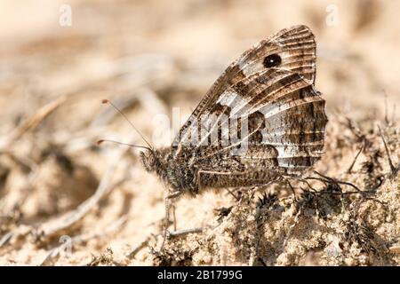 Grayling (Hipparchia semele), sitzt auf dem Boden, Niederlande, Gelderland Stockfoto