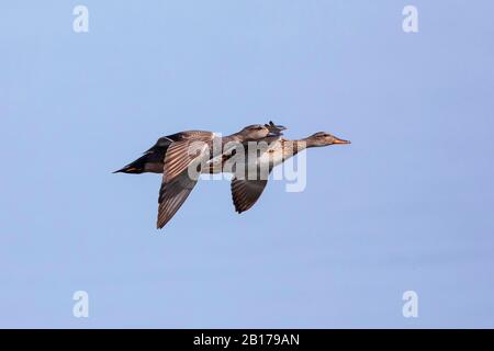 Gadwall (Anas strepera, Mareca strepera), fliegendes Paar, Seitenansicht, Deutschland, Bayern Stockfoto