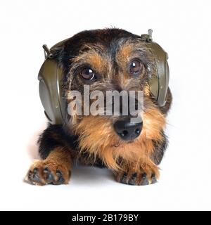 Drahthaariger Dachshund, Drahthaariger Wursthund, Haushund (Canis lupus f. familiaris), männlicher Hund mit Kopfhörer, Gehörschutz Stockfoto