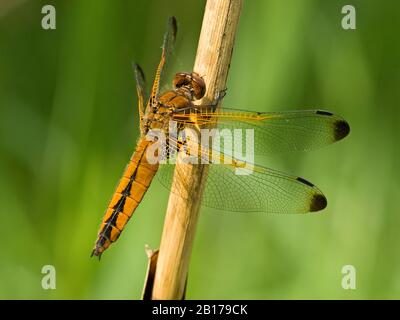 Knappe Drachenfliege, knappe Libellula (Libellula fulva), weiblich, Niederlande, Nordholländer Stockfoto