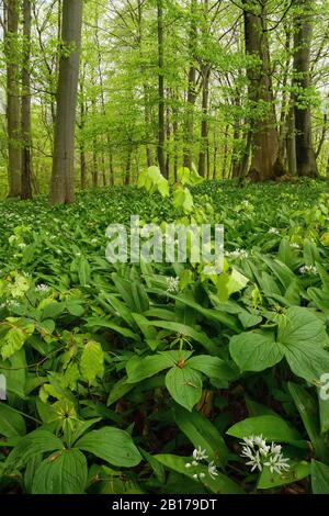 Kraut Paris (Paris Quadrifolia), Frühlingsholz mit ramson und Fruchtkraut paris, Deutschland, Bayern, Region Oberbayern Murnauer Moos Stockfoto