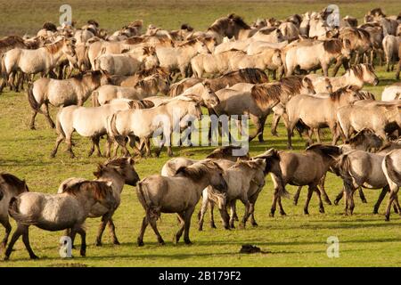 Konik Pferd (Equus przewalskii f. caballus), große Herde, Niederlande, Flevoland, Oostvaardersplassen Stockfoto