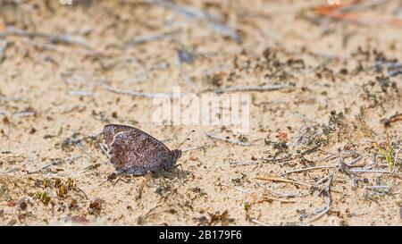 Baumgräuling (Hipparchia statilinus, Neohipparchia statilinus), Imago am Boden, Seitenansicht, Niederlande, Gelderland Stockfoto