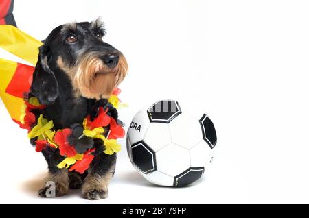 Drahthaariger Dachshund, Drahthaariger Wursthund, Haushund (Canis lupus f. familiaris), deutscher Fußballfan, Vorderansicht Stockfoto
