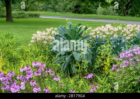 Wildkohl (Brassica oleracea 'Nero di Toscana', Brassica oleracea Nero di Toscana), kultiviere Nero di Toscana Stockfoto