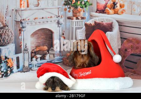 Langhaariger Dachshund, Langhaariger Wursthund, Haushund (Canis lupus f. familiaris), Langhaardackel und Drahthaariger Dachshund in Weihnachtskulisse, Vorderansicht Stockfoto