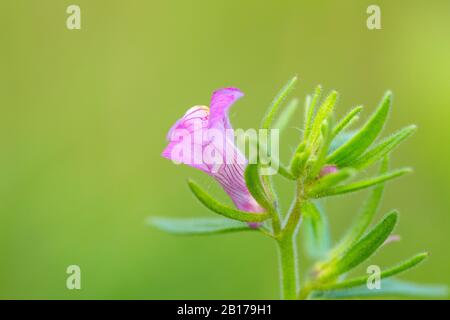 Kleiner snapdragon (Misopates orontium), Blume, Niederlande, Gelderland Stockfoto