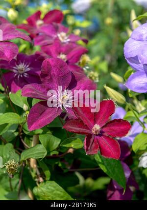 Clematis, Jungfrauen-bower (Clematis 'Rouge Cardinal', Clematis Rouge Cardinal), Cultivar Rouge Cardinal Stockfoto