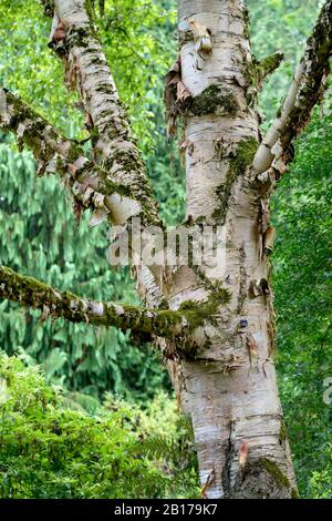 Erman's Birch, Russian Rock Birch (Betula ermanii), Stamm, Deutschland, Bayern Stockfoto