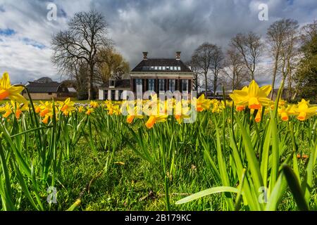 Daffodil (Narcissus spec.), das auf einer Wiese vor Landhuis Lindenoord, Niederlande, Frisia, Lindenoord, Wolvega blüht Stockfoto