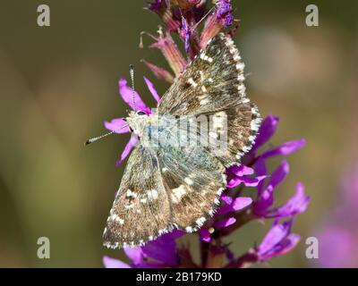 Salbei Skipper (Muschampia proto), auf Salbei, Andalusien, Huelva Stockfoto