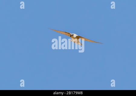 Blasser Wahnsinn martin (Ptyonoprogne obsoleta, Hirundo obsoleta), fliegen, Israel Stockfoto