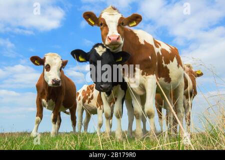 Hausrind (Bos primigenius f. Stier), Wiese mit Kühen, Niederlande, Frisia, Leekstermeer Stockfoto