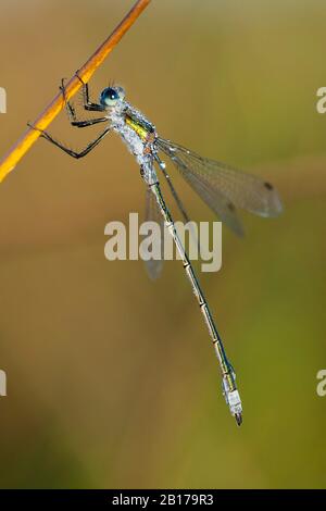 Grüne Lestes, Smaragddamselfly (Lestes sponsora), mit Wassertropfen bedeckt, Niederlande, Frisia, Delleboerheide Stockfoto