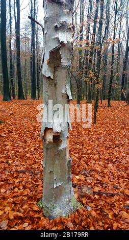 Gewöhnliche Buche (Fagus sylvatica), tote Buche, Infektion eines Pilzes, Deutschland Stockfoto