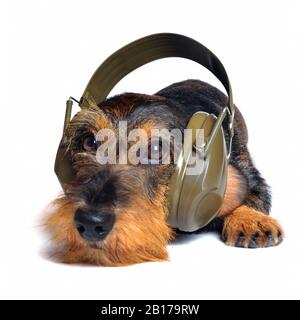 Drahthaariger Dachshund, Drahthaariger Wursthund, Haushund (Canis lupus f. familiaris), männlicher Hund mit Kopfhörer, Gehörschutz