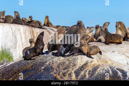 Südafrikanische Felldichtung, Kapfelldichtung (Arctocephalus pusillus pusillus, Arctocephalus pusillus), auf Felsen vor Simons Stadt, Südafrika, Westkappo, Seal Island sitzend Stockfoto