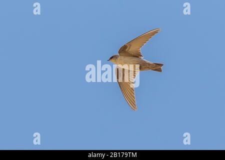 Blasser Wahnsinn martin (Ptyonoprogne obsoleta, Hirundo obsoleta), fliegen, Israel Stockfoto