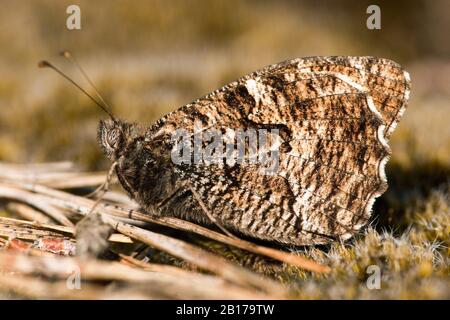 Grayling (Hipparchia semele), sitzt auf dem Boden, Niederlande, Gelderland Stockfoto