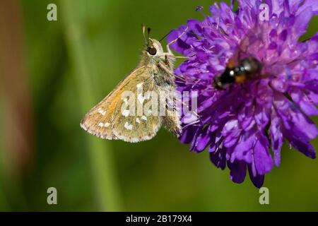 Silbergepunkteter Skipper, gemeiner Skipper, Holarktischer Grasskipper (Hesperia Komma), Seitenansicht, Schweiz, Wallis Stockfoto